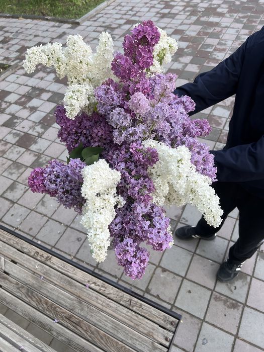 Продается сирень