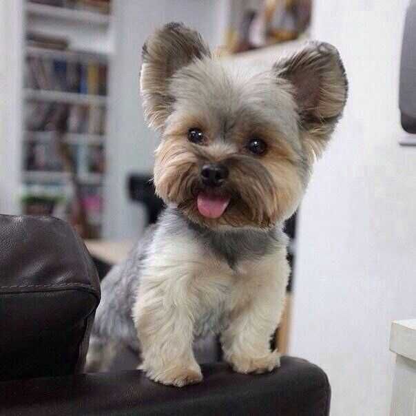 Стрижка собак мелких пород