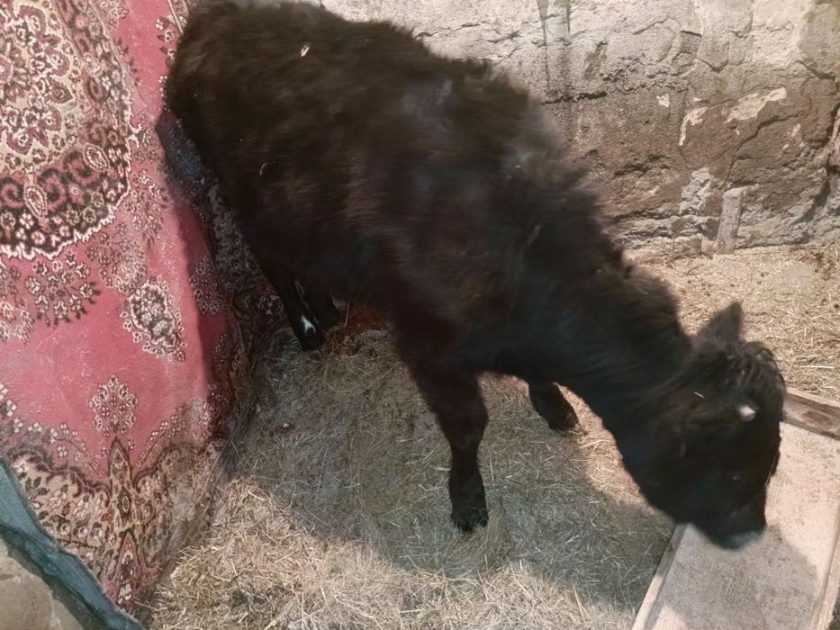 Телка 9месяцев продам