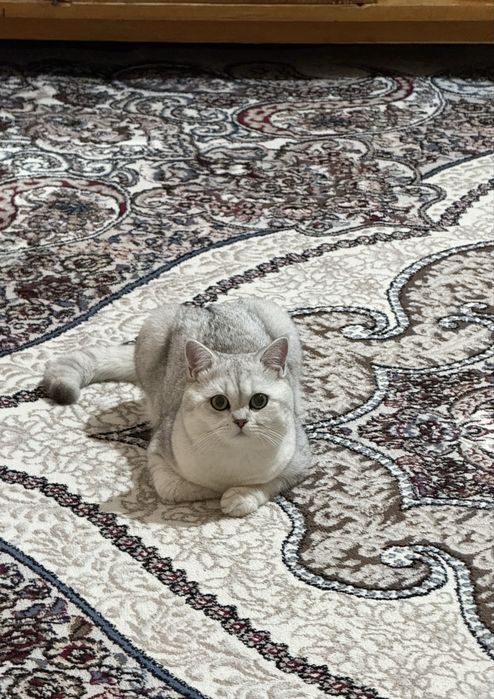 Вязка (кот) нужна кошка !! Срочно