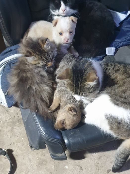 Donez catei talie mica