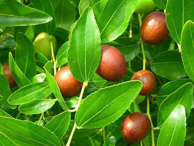 Pomi Fructiferi Exotici  CURMAL CHINEZESC