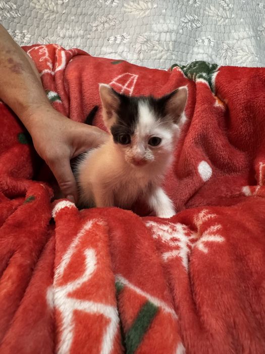 Продаются котята