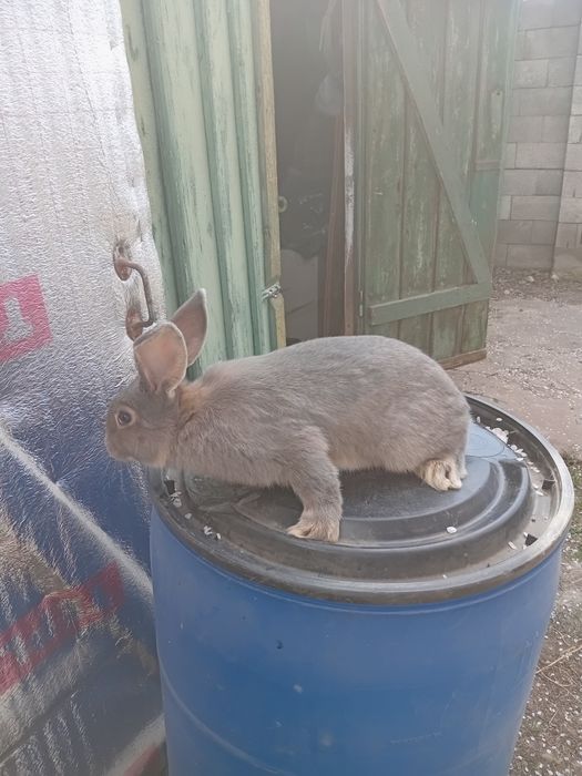 Продам кроликов породы НПВ