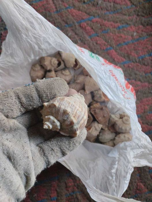 Морские ракушка.