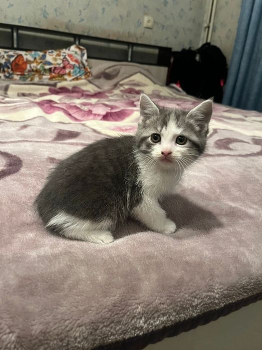 Котята, отдам в добрые руки