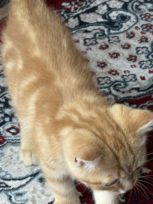 Продается котик скотиш фолд