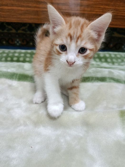 Котята 2 месяца. Домашние. Отдам даром.