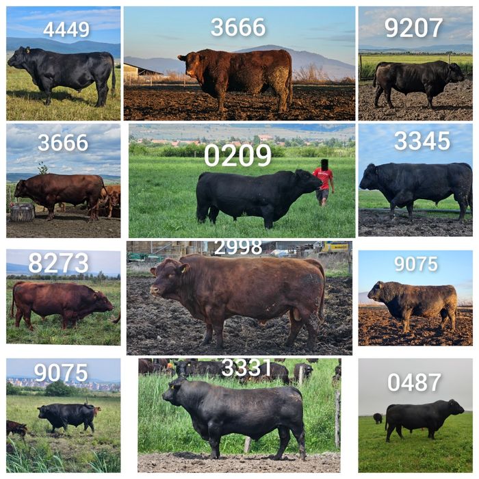 Aberdeen Angus Tauri reproducție