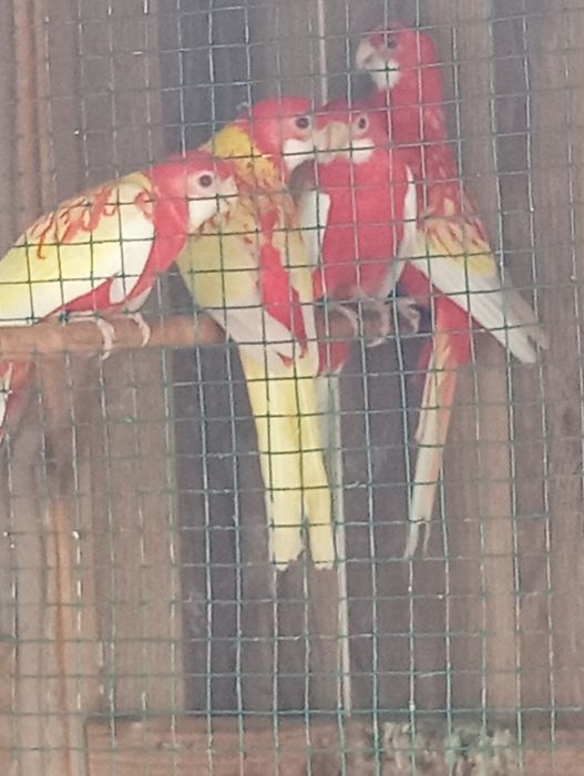 Vând papagali rosella