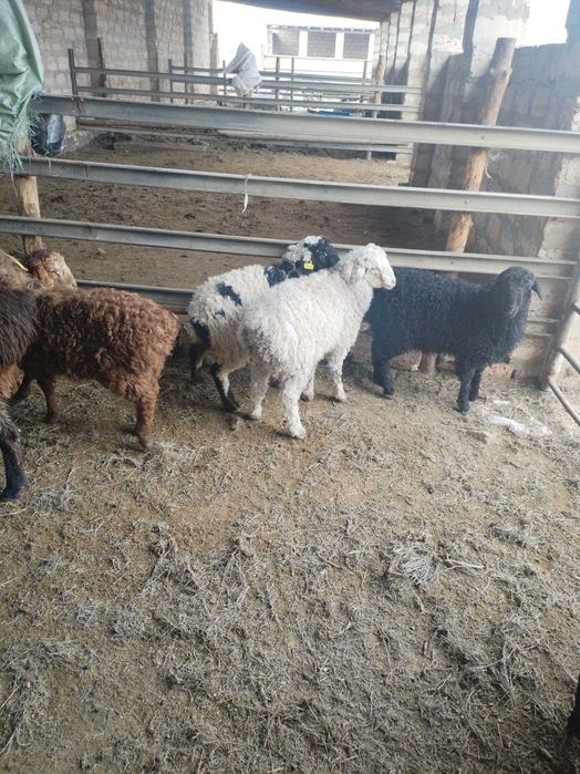 Козы сатылады жем жеп тур