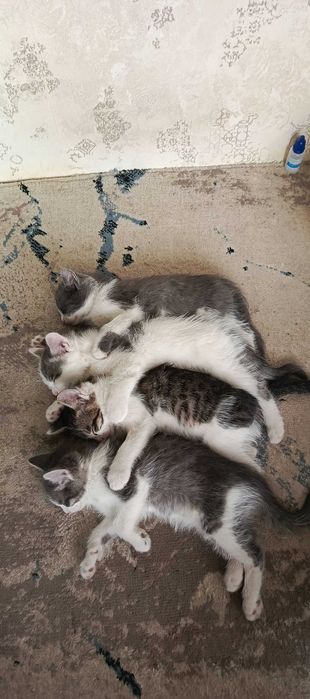 Мушук болалари бор чиройли соғлом йахши инсонларга  хадийага берилади