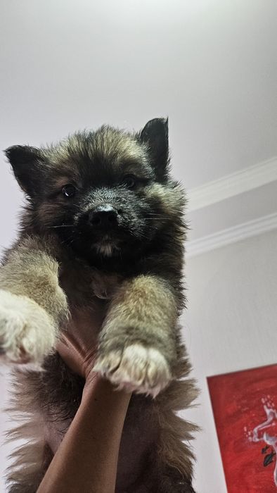 Отдам щенка  в добрые руки