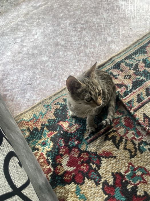 Котенок бесплатно