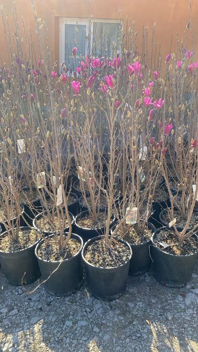 Magnolia  movă ,roză cu alb