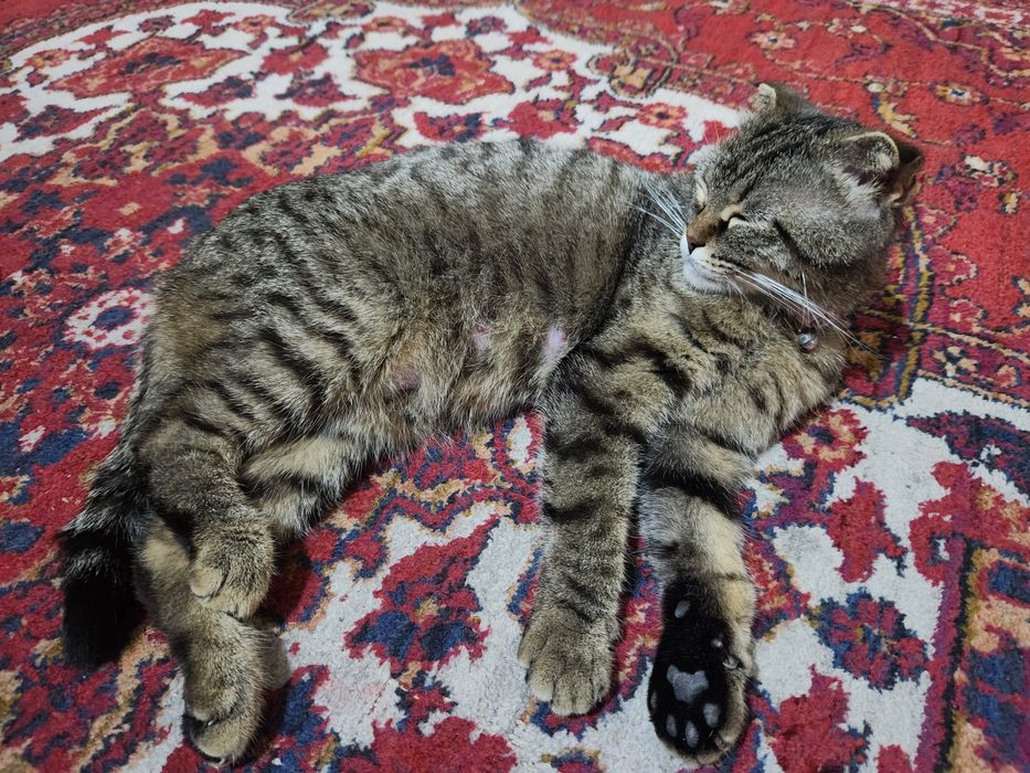 Кошка 1.5 год с котятоми