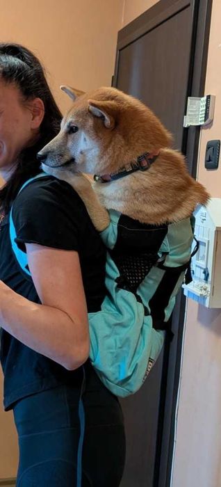 Раница за носене на куче K9 Sport Sack Dog Carrying Green Backpack