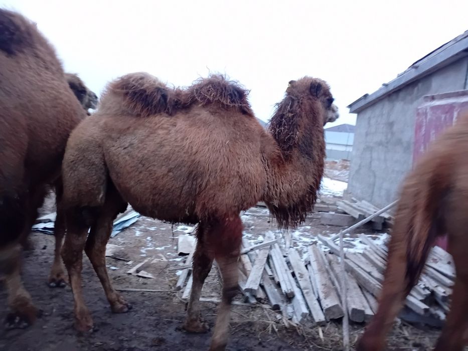 Түйелер сатылады