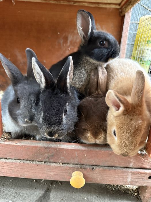 Iepuri netherland dwarf pitici