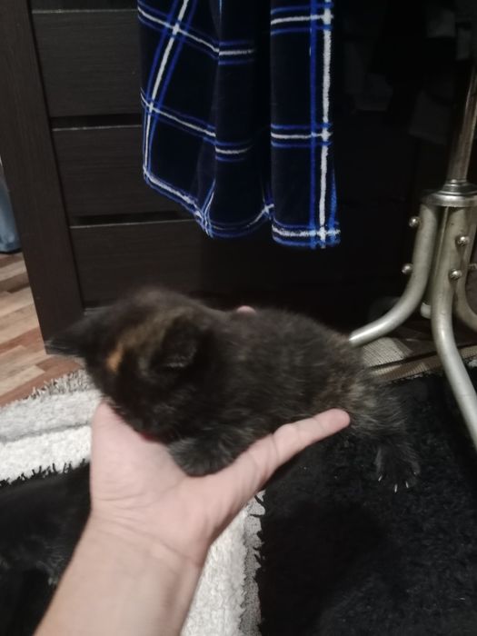 Отдам в добрые руки
