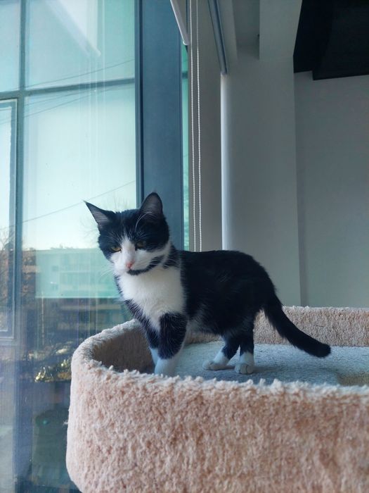 Котенок девочка Ташкент