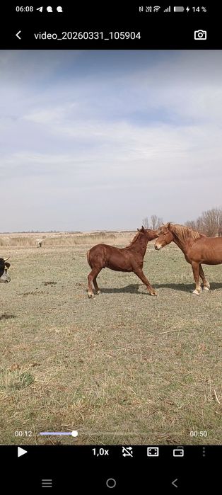 Молодой жеребчик