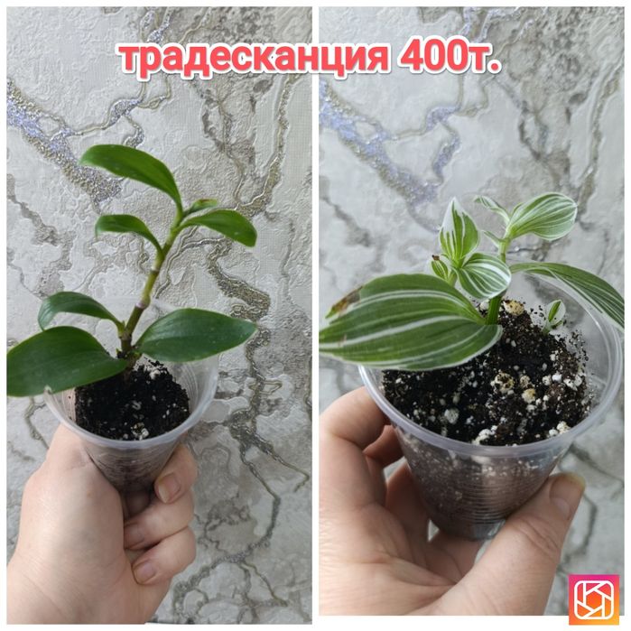 Традесканция и др  растения