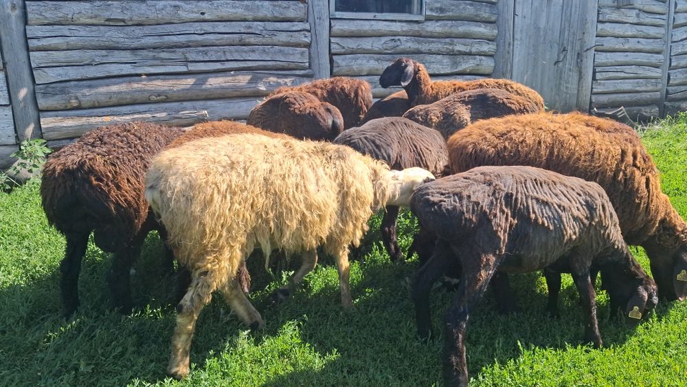 Продам гиссар 6-12 месяцев