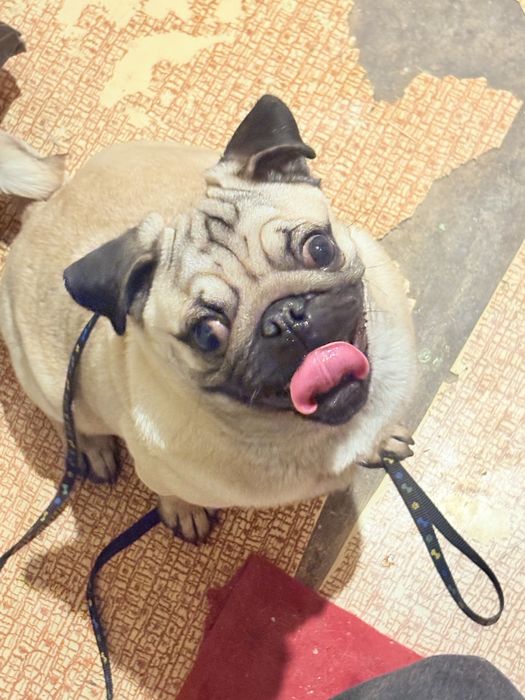 продаётся мопс чистокровный 7 месяцев