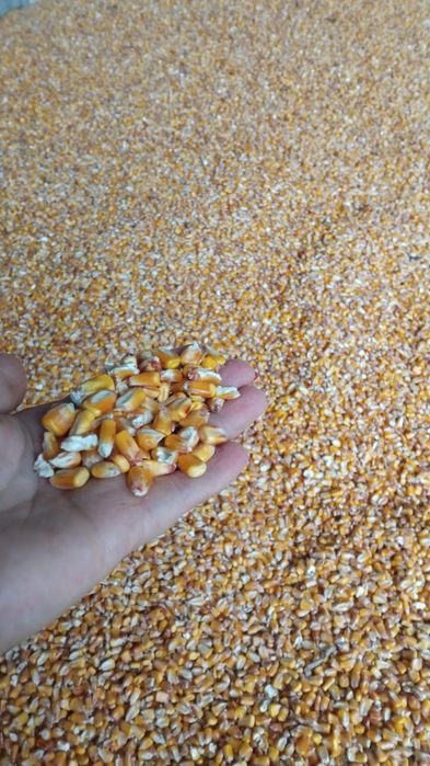 Vand porumb recoltat