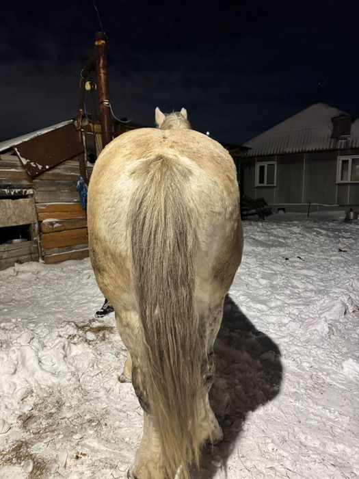 Продам жеребца 9 лет