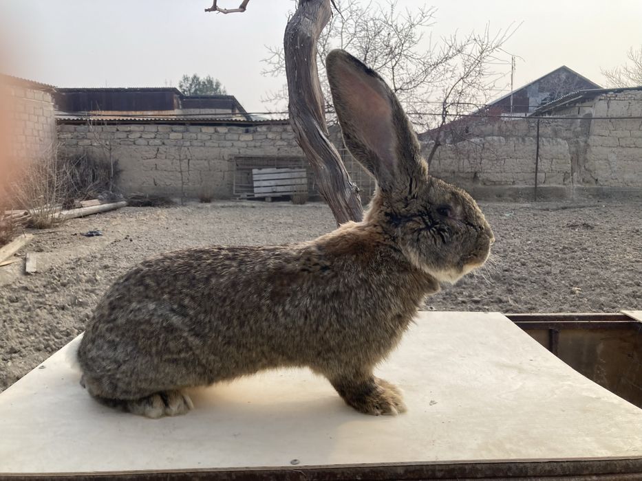 Flandr bolalari sotuvi yaqin bron qilish mumkin