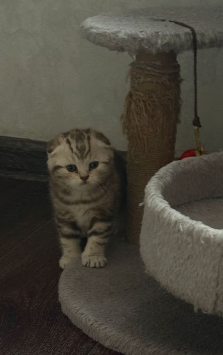 Продаю котенка шотландка девочка