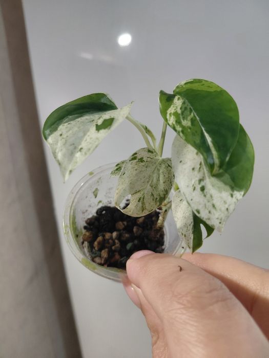 Эпипремнум Сноу куин