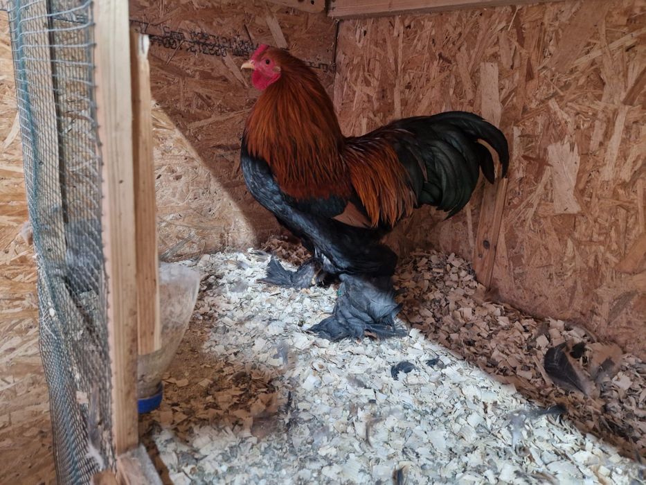 Brahma Pitic diferite varietati de culoare, de expozitie