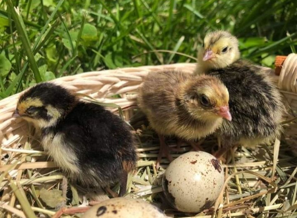 Пъдпъдъчи яйца за инкубация