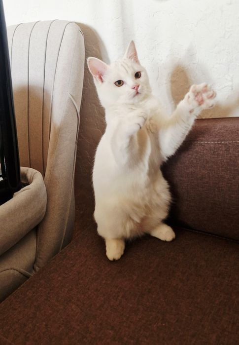 Белоснежная Кошечка).