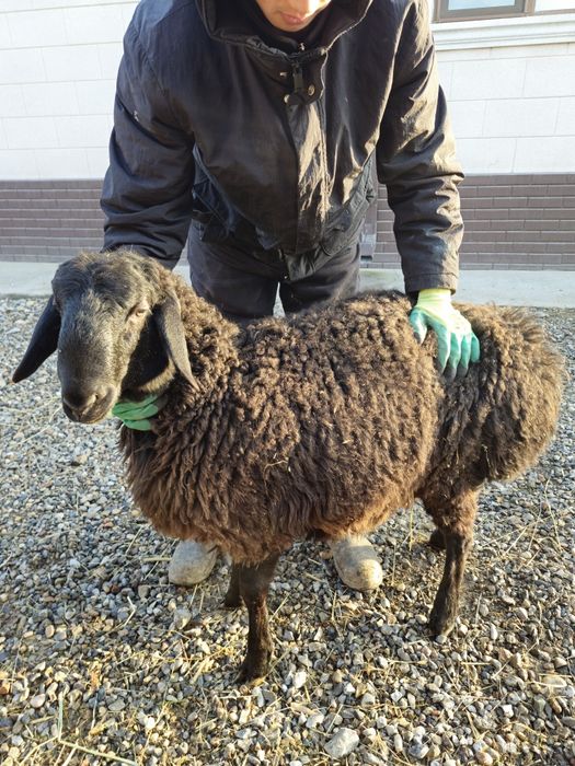 Қошқар , тоқты , қой сатылады .