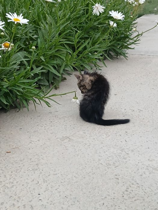 Продаётся котёнок