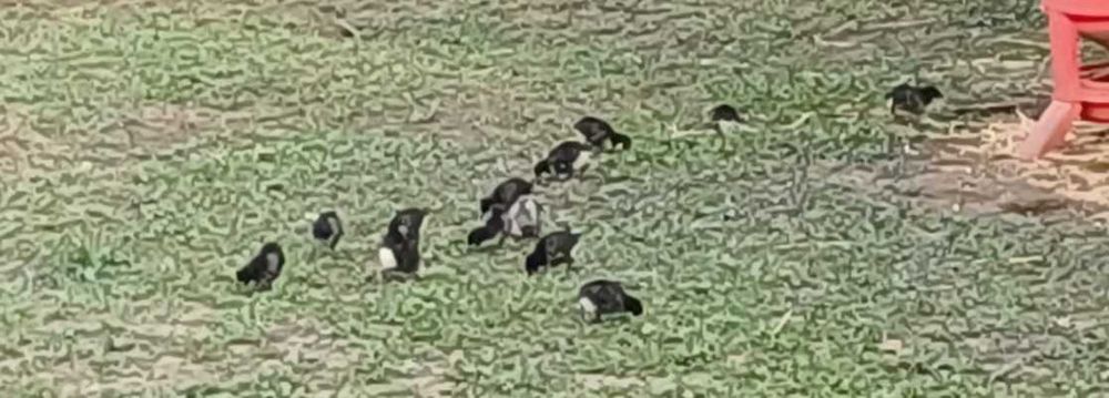 Vand pui de o zi rasa australorp !