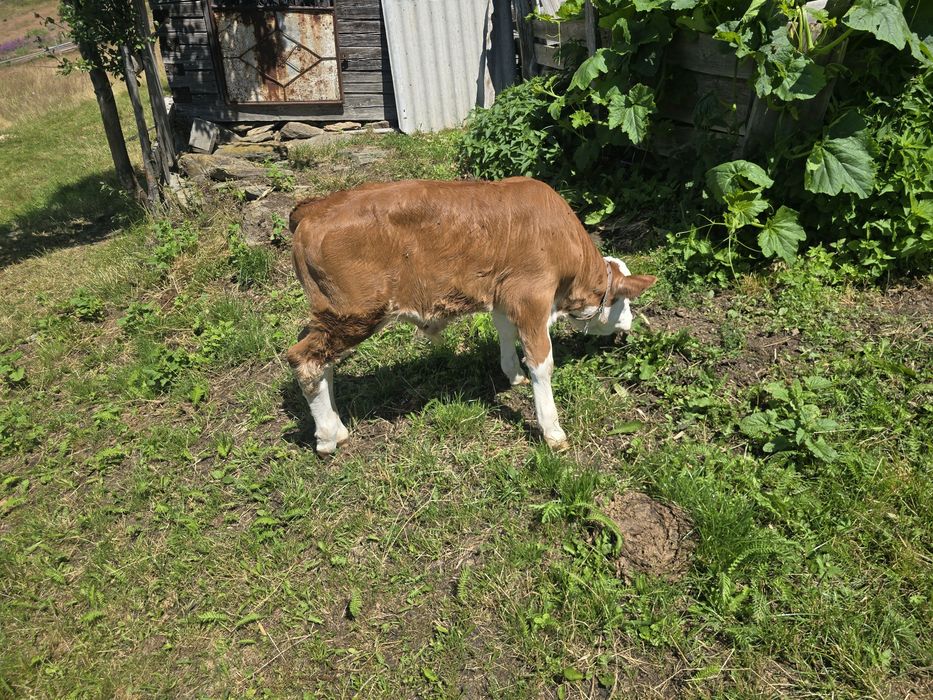 Vaca cu vitel si juninca