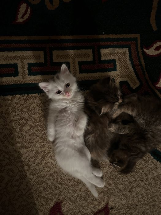 Отдам котят в добрые руки