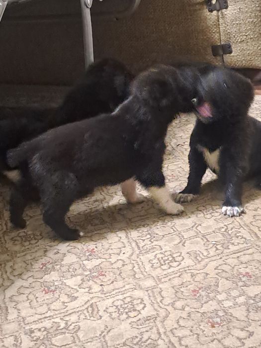 Продам щеночков.