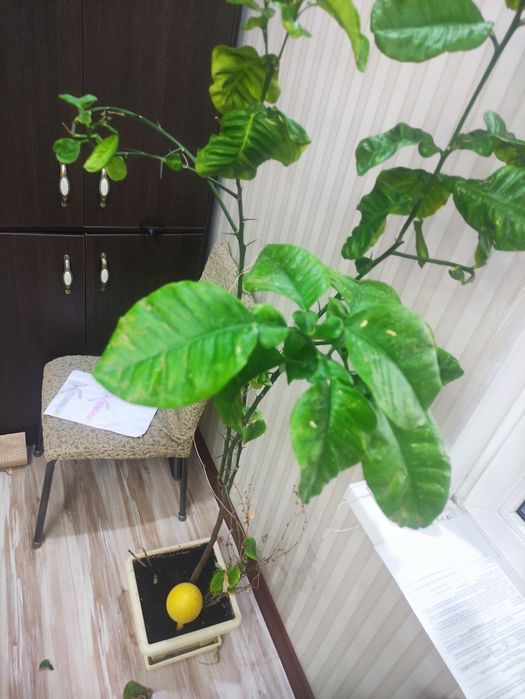 Грейпфрутовое дерево