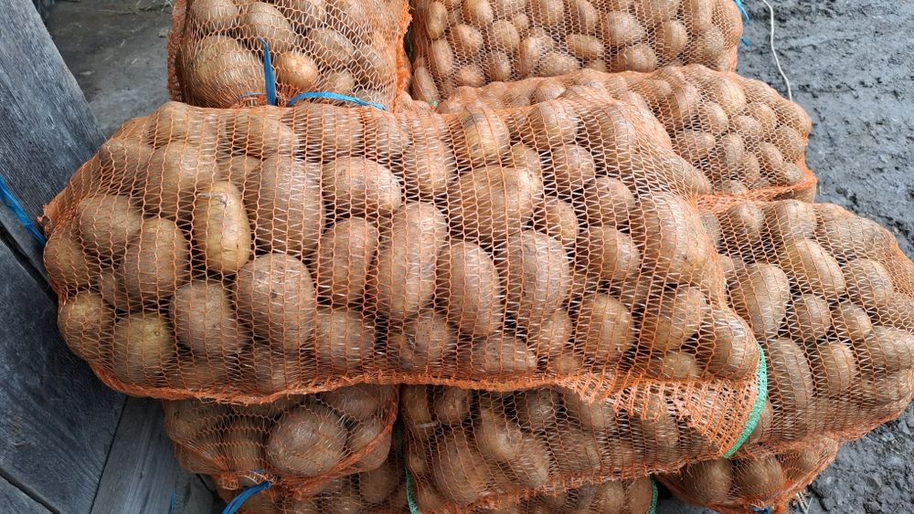 Cartofi de consum roșu și alb