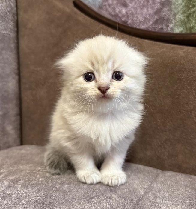 Котята Скоттиш фолд