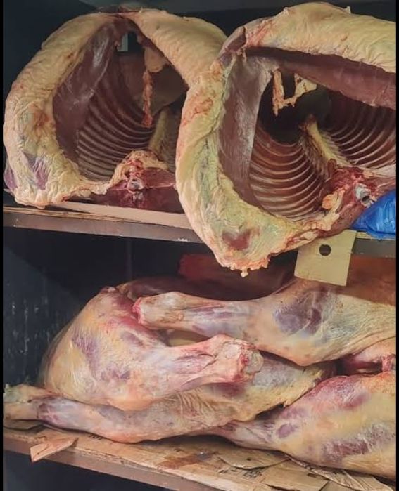 Соғым жабағы,сойылған