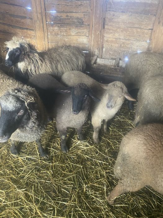 Doi miei de vanzare 25 , 30 kg