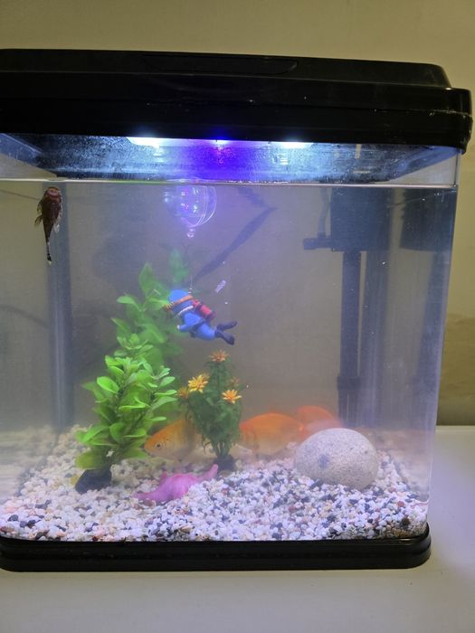 Аквариум с помпа и декорация.