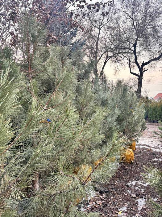 Сосна 2м туя можжевельник